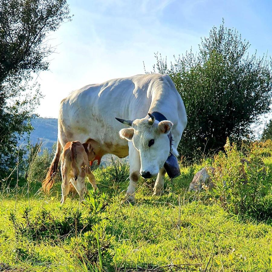 Bed and Breakfast Domus Mare Cilento Agropoli Esterno foto